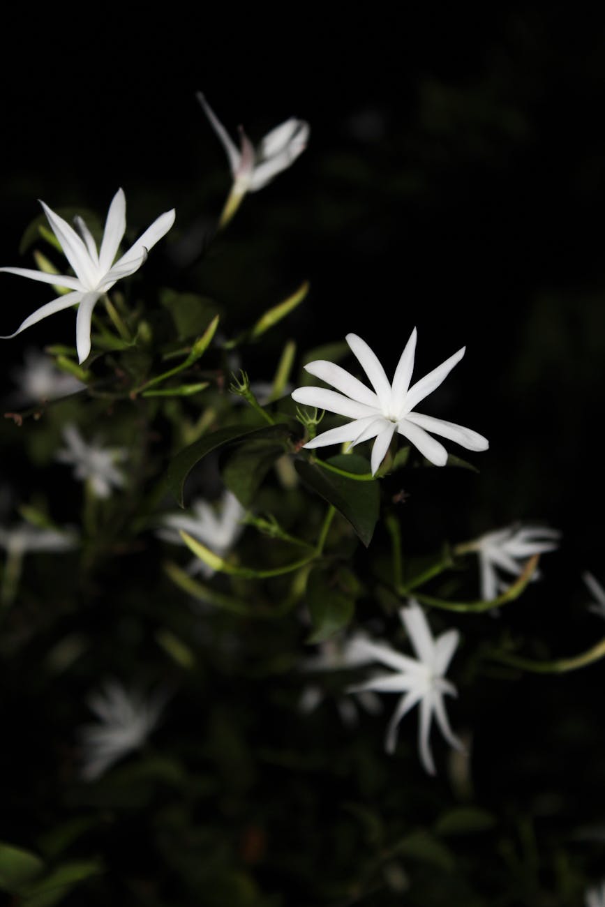 beautiful white flowers on a plant in tilt shift lens