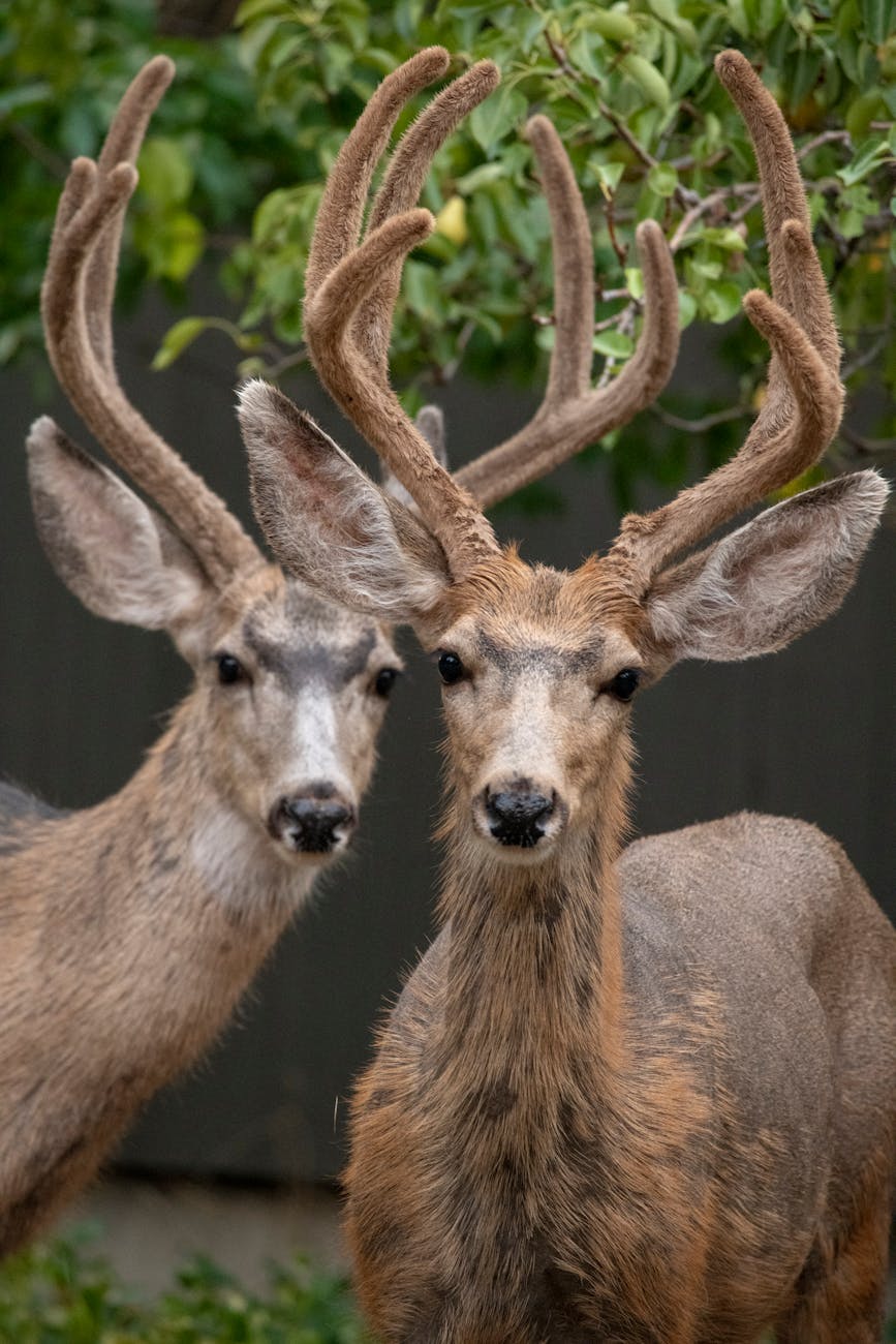 brown deer under the green leaves