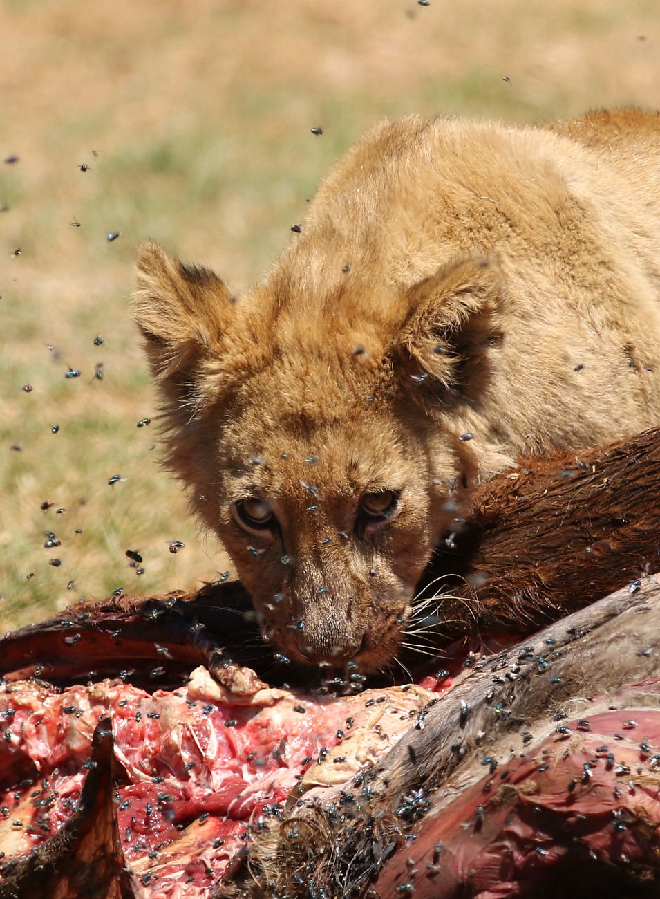 african lion feasting on prey in the wild